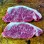 Angus Sirloin Steak