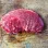 Beef Schnitzel